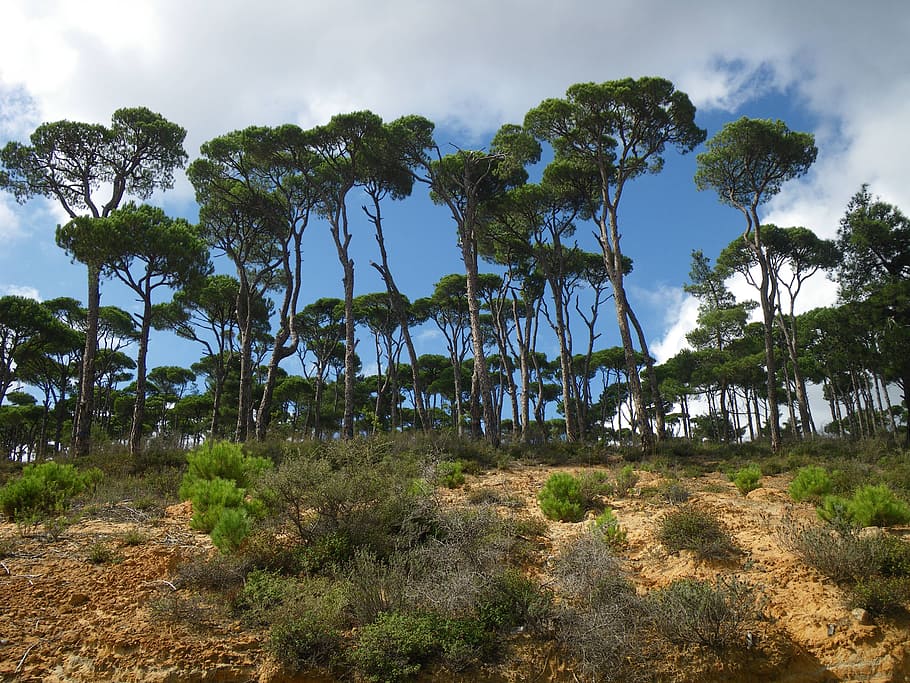pine, crown, mediterranean, nature, tree, plant, sky, growth HD wallpaper