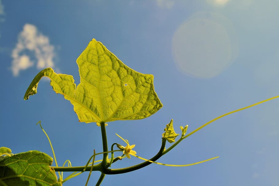 leaf, blue, sky, green, translucent, summer, spring, fresh HD wallpaper