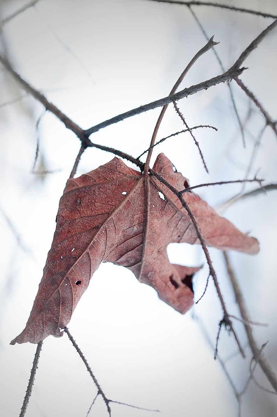 leaf, withered, dry, leaves, brown, nature, winter, fog, close HD wallpaper
