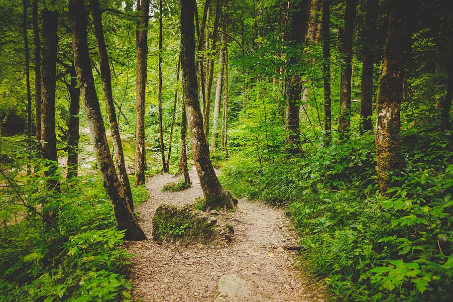 forest path, alone, eistobel, isny, waterfall, nature, gem HD wallpaper