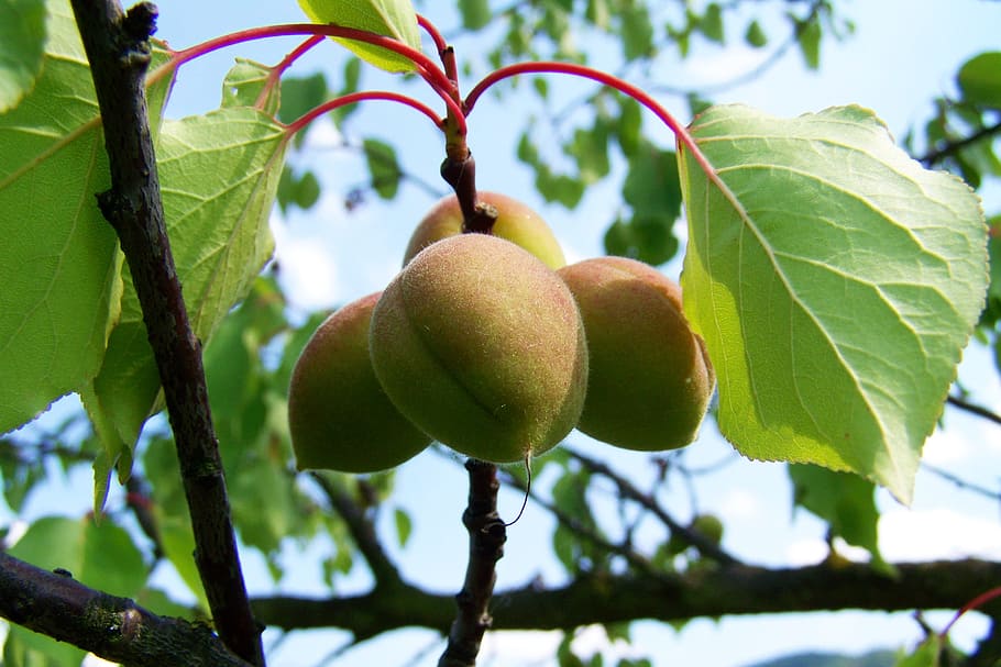 Apricots, Immature, Fruit, food and drink, healthy eating, tree, HD wallpaper