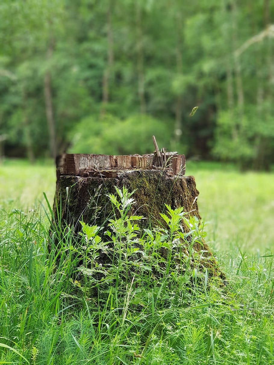 log, nature, forest, meadow, plant, land, green color, tree HD wallpaper