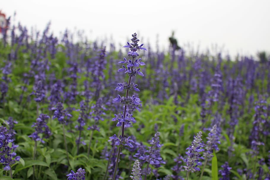 lavender, flowers, nature, flowering plant, purple, beauty in nature HD wallpaper