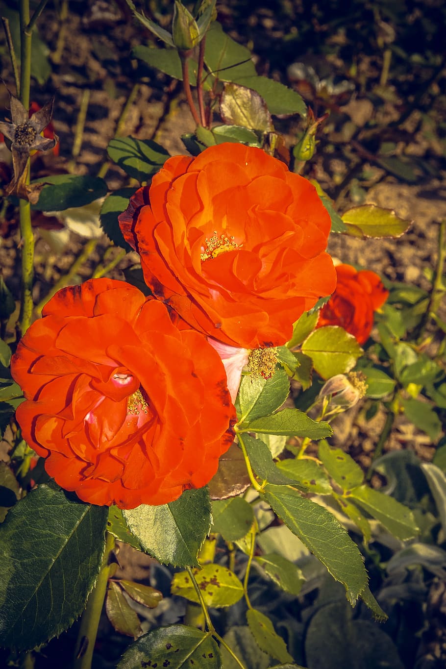 rose, blossom, bloom, close, rosaceae, velvet, flower stalk HD wallpaper
