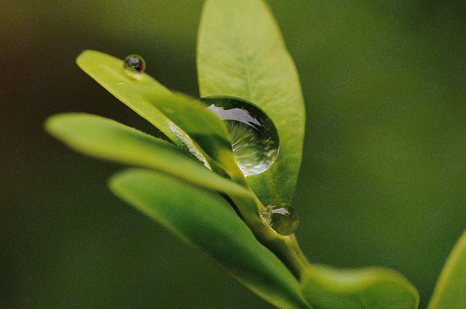 leaf, hookah, rain, drip, water, raindrop, close, green, nature HD wallpaper