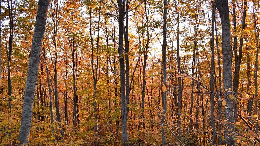 trees, forest, woods, nature, forest trees, landscape, green HD wallpaper