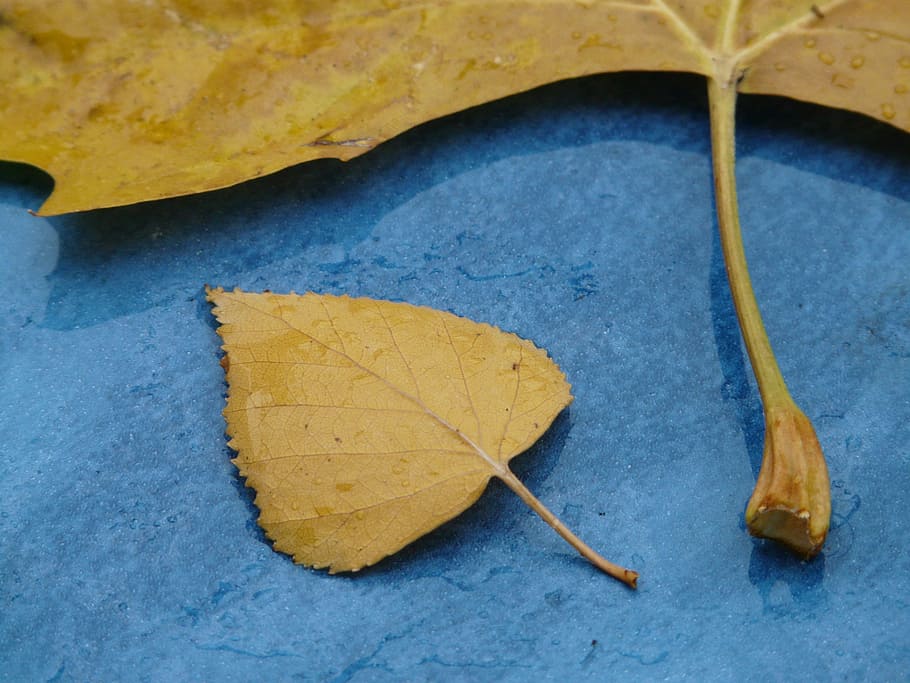 leaves, size comparison, stalk, autumn, fall foliage, rain HD wallpaper