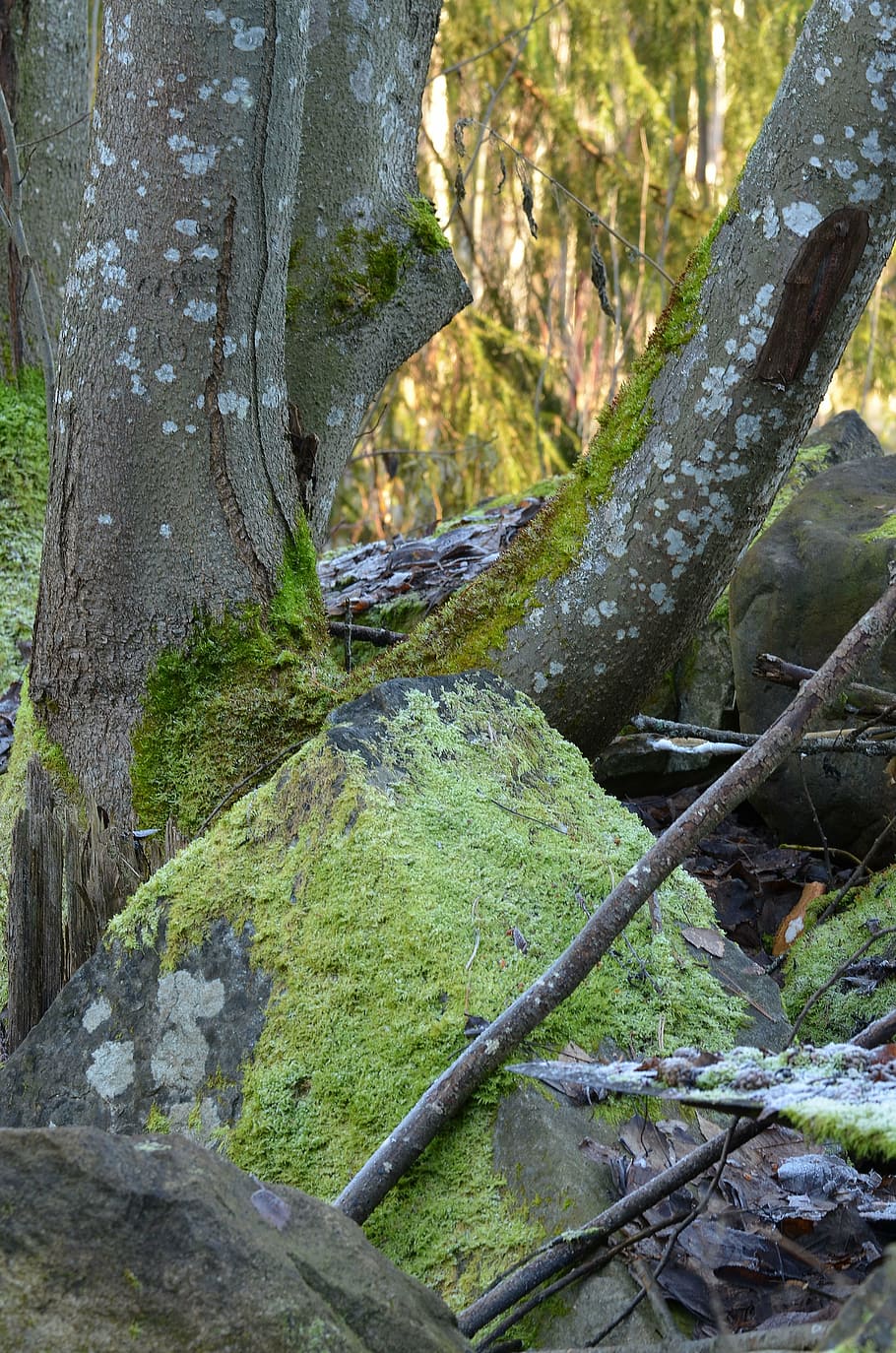 moss, tree, stone, plant, forest, land, growth, tranquility HD wallpaper