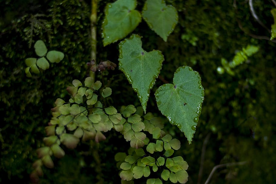 leaf, plant, nature, outdoors, tree, growth, plant part, green color HD wallpaper