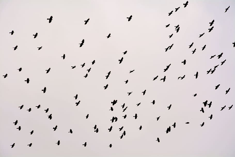 low angle photo of silhouette of flock of bird flying under the sky HD wallpaper