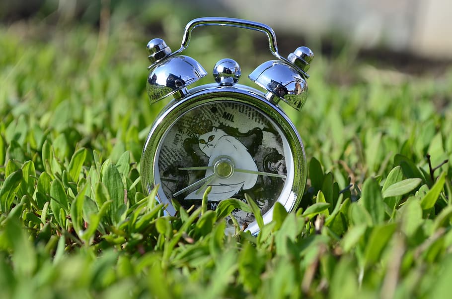 clock, alarm clock, watch, white cat, closeup, accuracy, time HD wallpaper