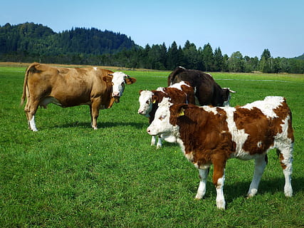 cows, young cattle, nature, livestock, summer, ruminant, alpine HD wallpaper