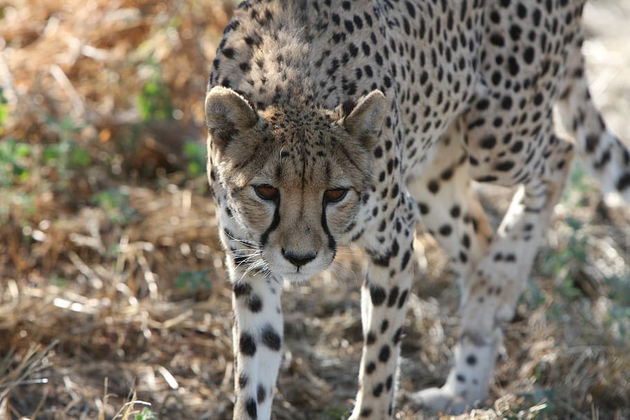 cheetah, namibia, wild, nature, wild animals, africa, photography wild HD wallpaper
