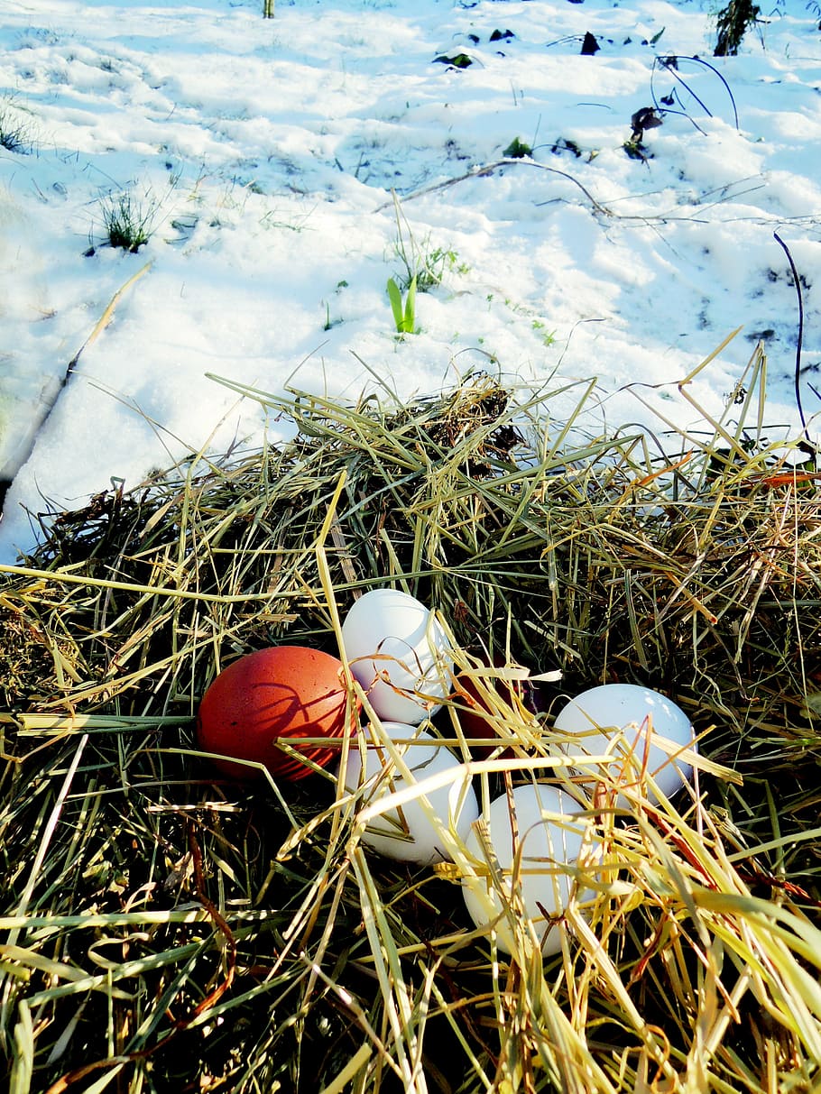 eggs, straw, snow, winter, food, nature, water, plant, no people HD wallpaper