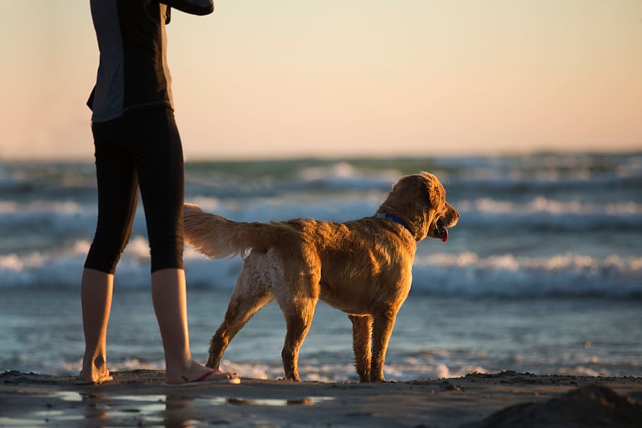 sea, nature, sky, person, animal, beach, clouds, dog, golden retriever HD wallpaper