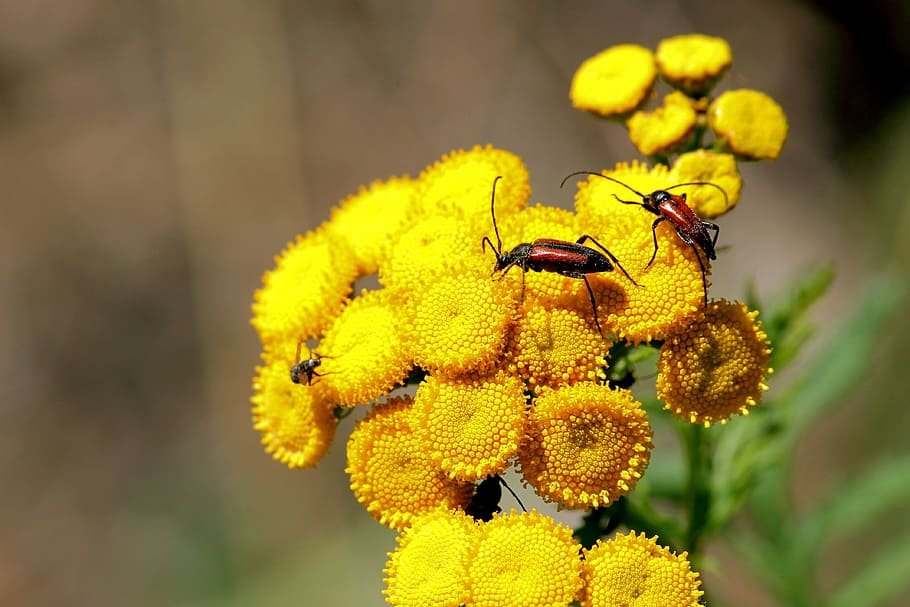 blossoms bock, tansy, beetle, insect, bloom, yellow, yellow flowers HD wallpaper