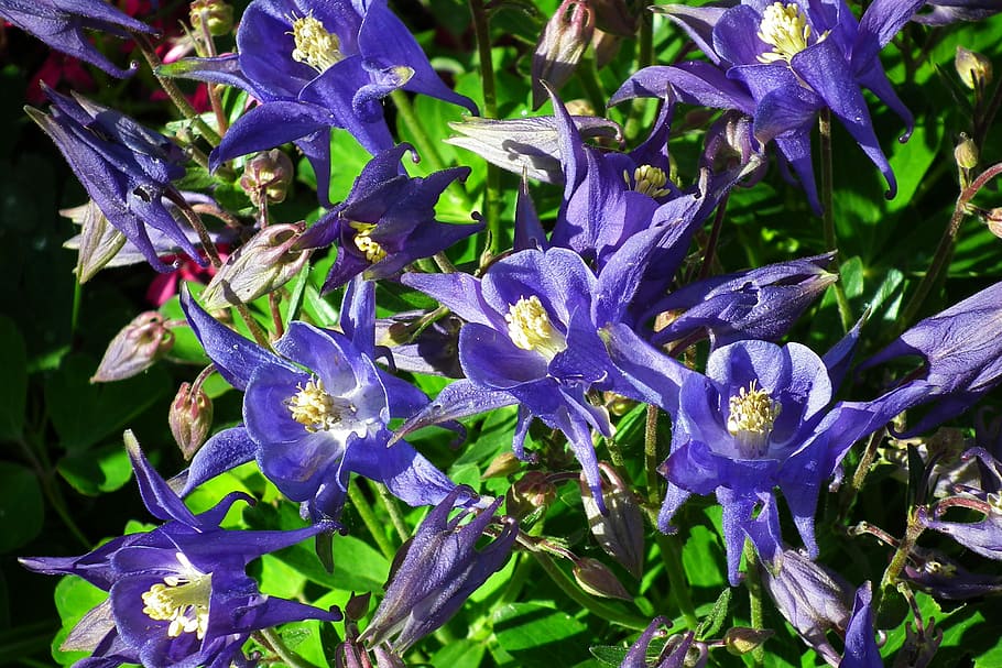 flowers, spring, garden, blue, purple, plant, growth, flowering plant HD wallpaper
