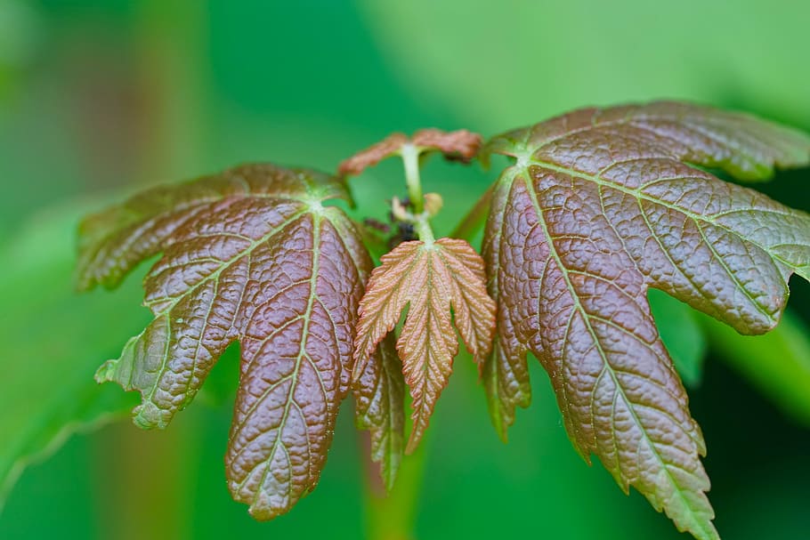 nature, tree, tree leaf, maple, symmetry, plant, close-up, focus on foreground HD wallpaper