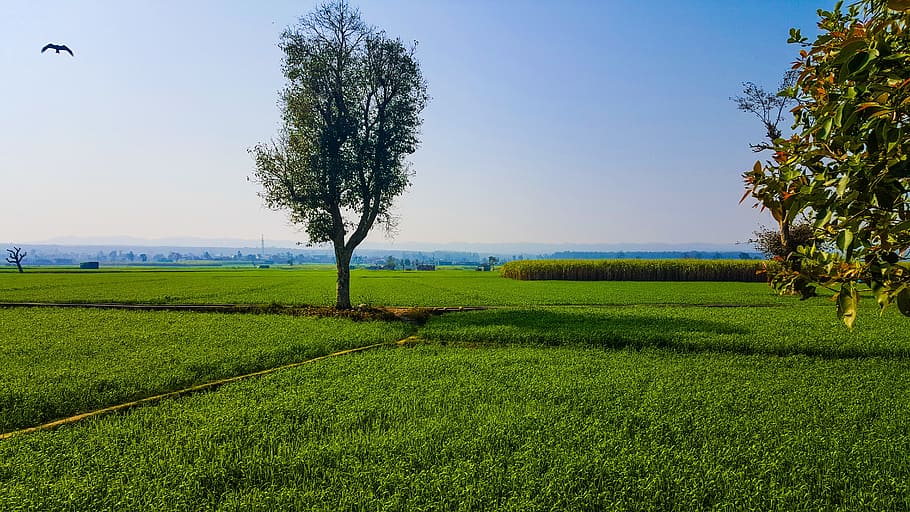 grass, nature, landscape, field, panoramic, tree, agriculture HD wallpaper