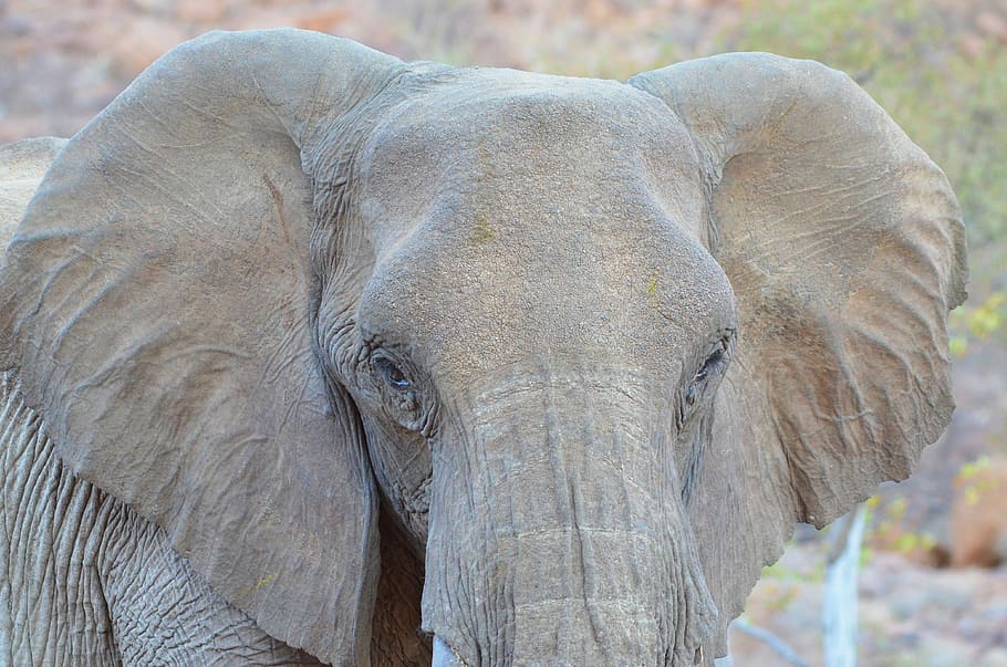 Elephant, Namibia, Nature, Etosha, africa, animals in the wild HD wallpaper