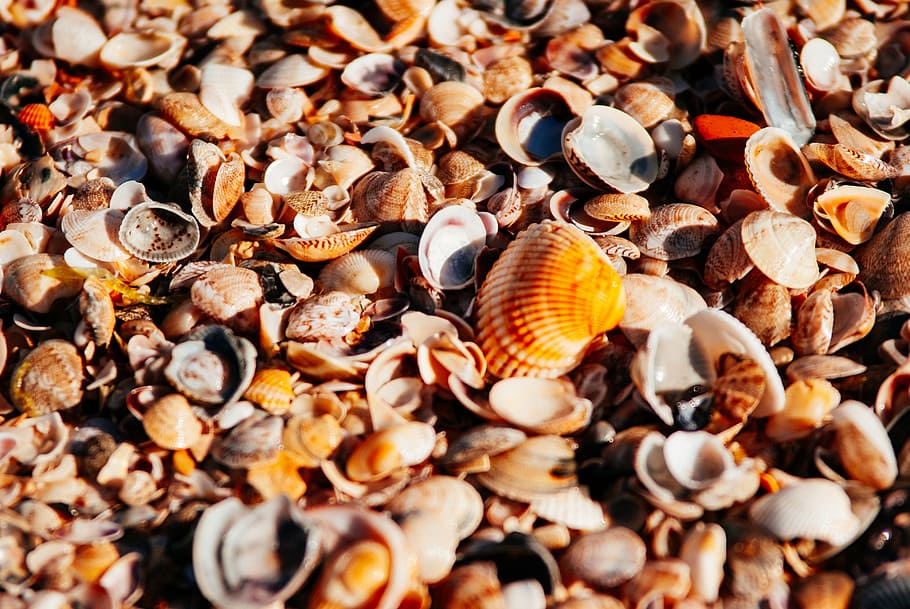 shell on ground, sea, beach, orange, shore, pearl, seashells HD wallpaper