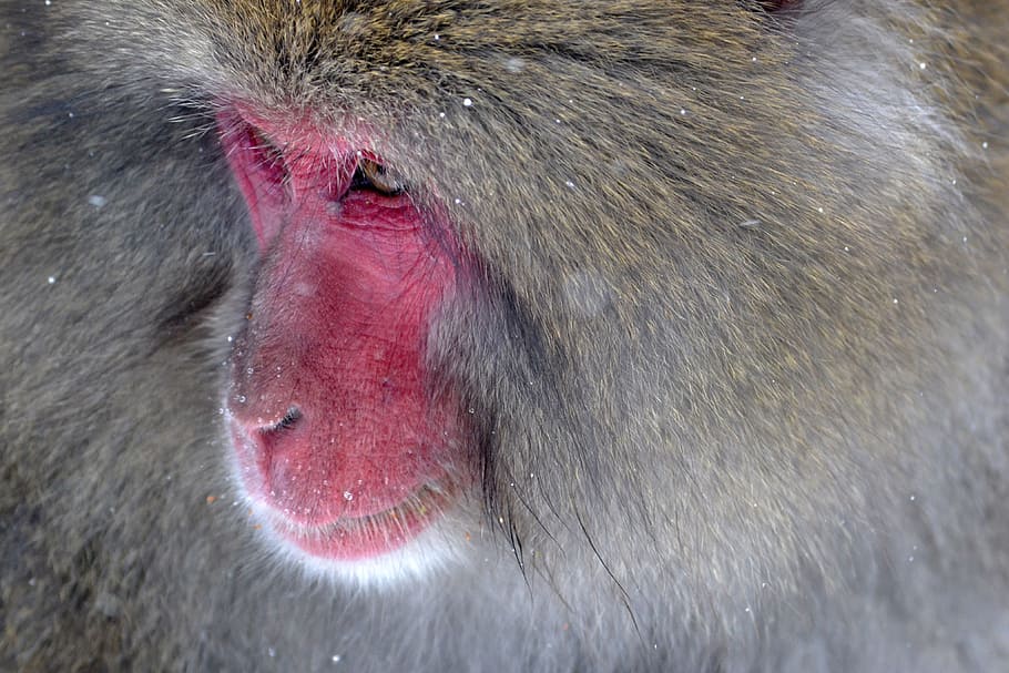 shallow focus photography of monkey, close-up photo of primate