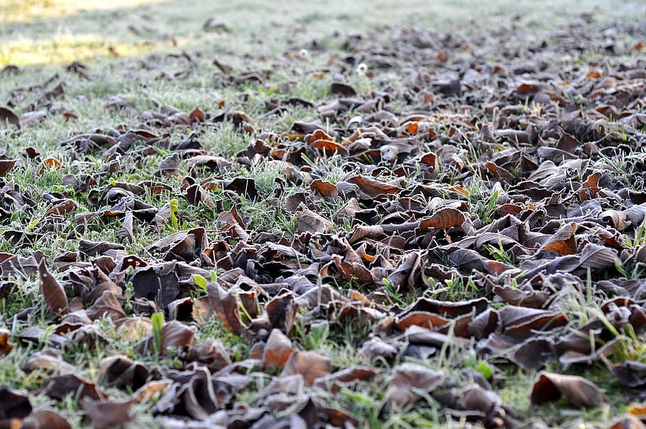 leaves, icing, color, cold, grass, the ground floor, frost, HD wallpaper