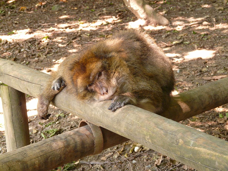 monkey mountain, salem, barbary ape, animal, animal themes HD wallpaper
