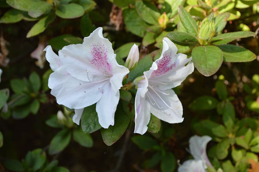 flowers, white, green, bright, colour, floral, blossom, leaf HD wallpaper