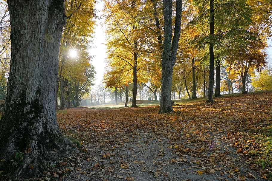 autumn, hike, tuttlingen, honing mountain, honing castle, germany, HD wallpaper