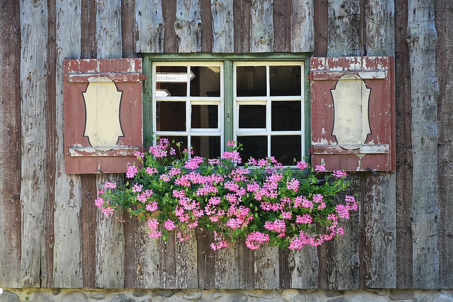 photo of brown and white wooden window with pink petaled flowers HD wallpaper