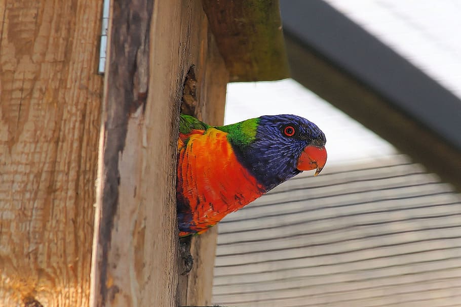 parrot, protection, vacation, shadow, colorful, pretty, vertebrate HD wallpaper