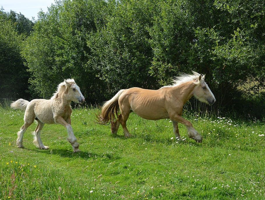 Mare, Foal, Horses, pre, breeding horses, broodmare, green HD wallpaper