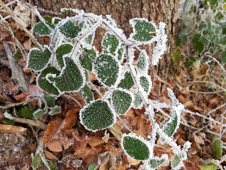 leaves, ice, forest, leaf, frozen, frost, eiskristalle, iced HD wallpaper
