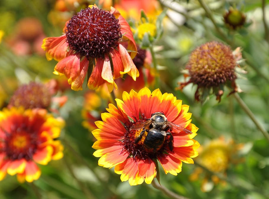 flowers, bee, garden, flowering plant, insect, invertebrate HD wallpaper