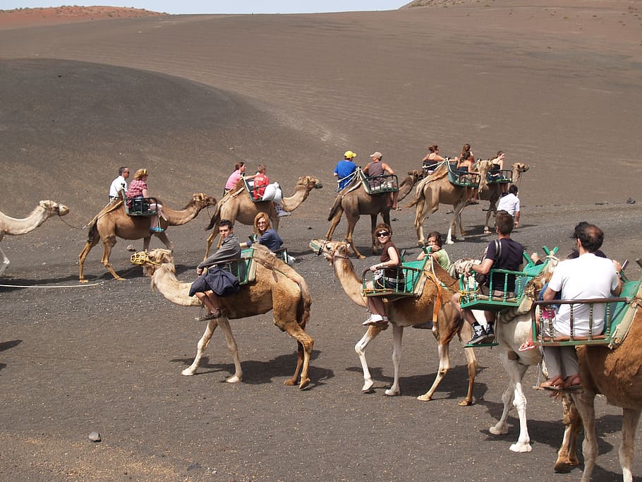 dromedaries, animals, lanzarote, domestic animals, mammal, real people HD wallpaper
