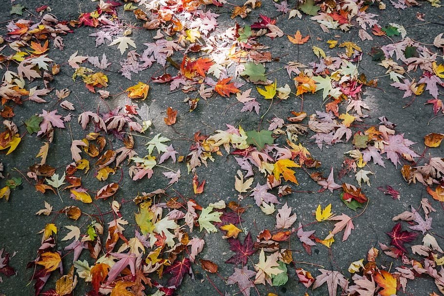 autumn, fall, leaves, colors, plant part, leaf, change, falling HD wallpaper