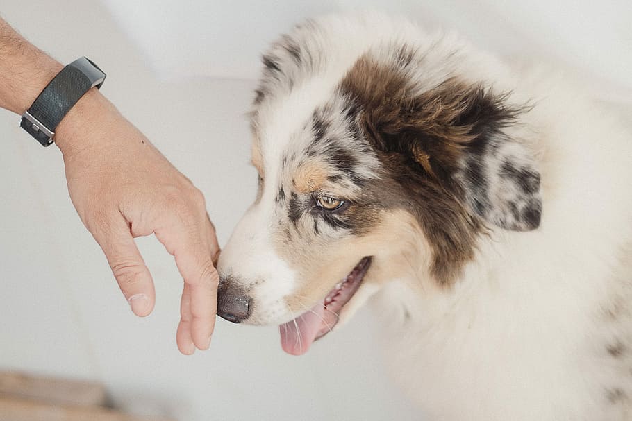 person touching adult white, brown, and black Australian shepherd's nose HD wallpaper