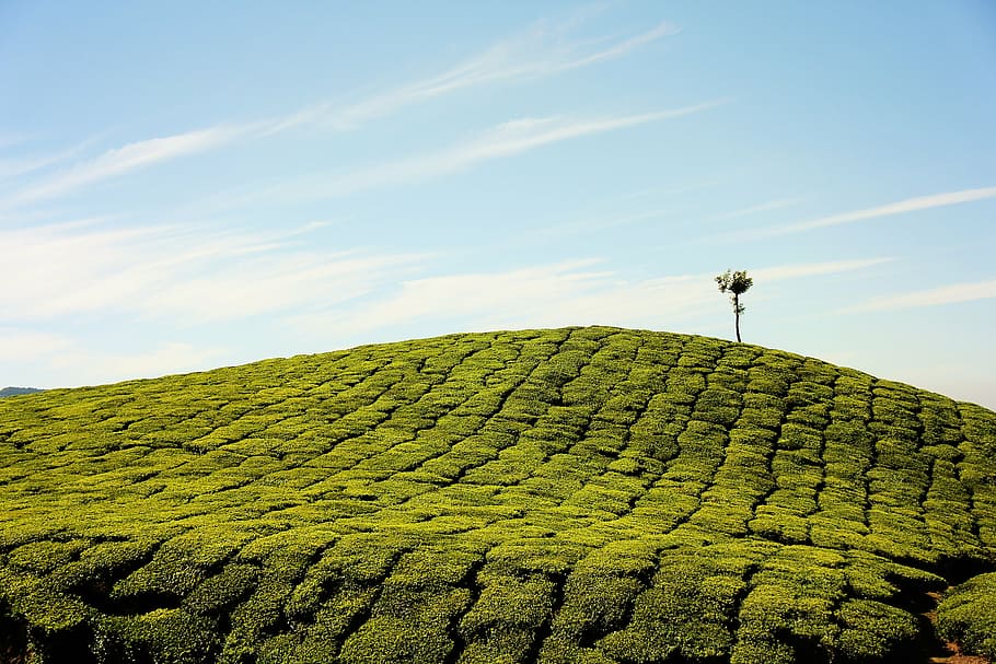 green meadows during daytime, farm, field, grass, hill, landscape HD wallpaper