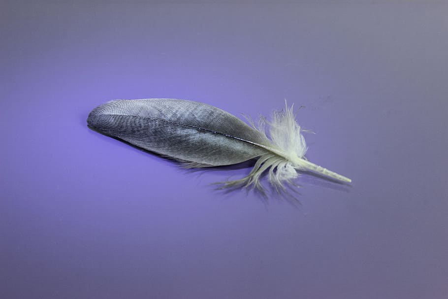 nature, feather, bird, blue, animal, wing, studio shot, no people HD wallpaper