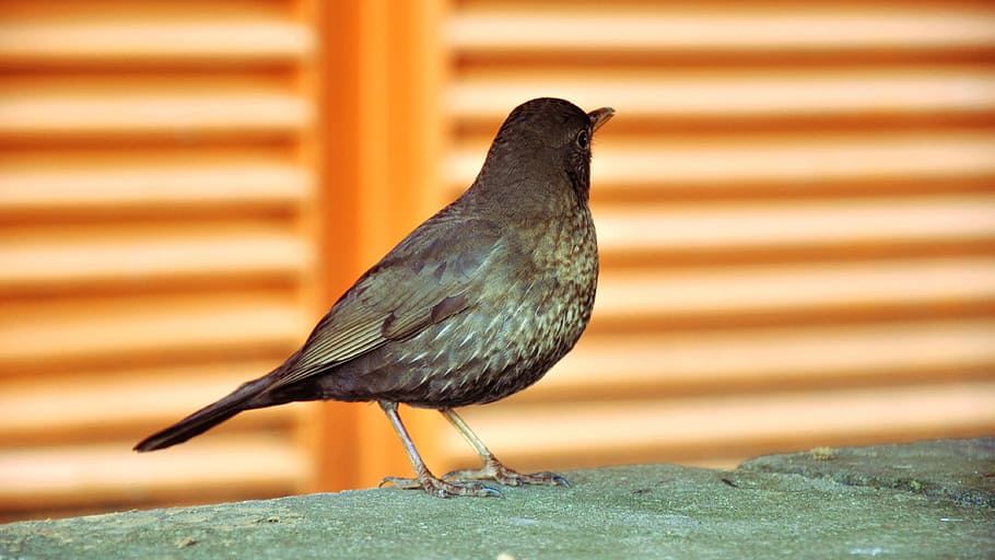 Spring, Bird, Thrush, one animal, animal themes, animals in the wild HD wallpaper