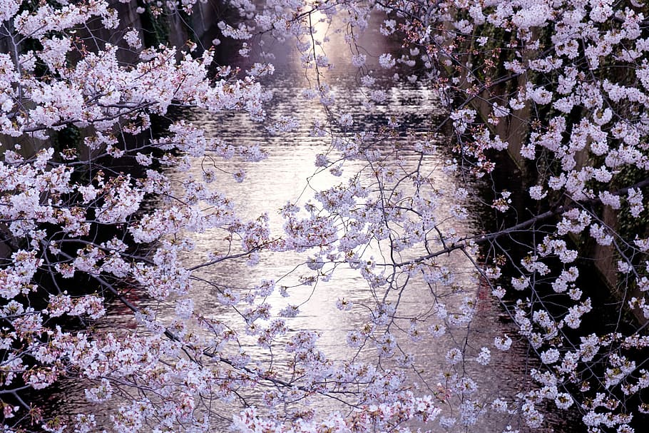 cherry blossom photography, photo of cherry blossom tree, flower HD wallpaper