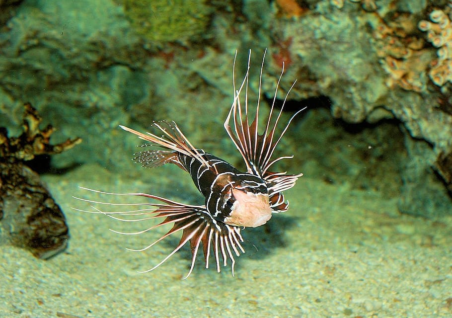 focus photo of brown and black fish, scorpion, aquarium, nature