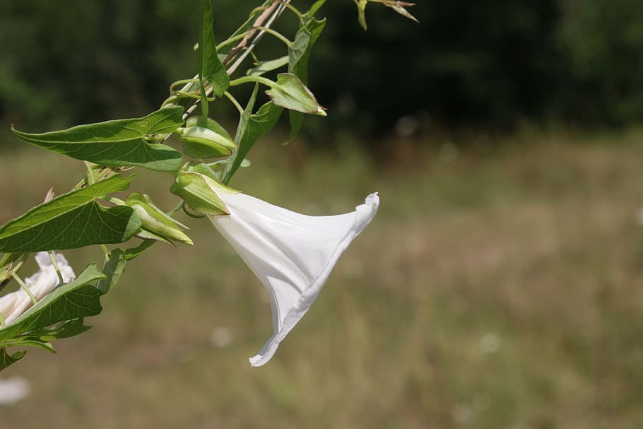 arvensis, bindweed, climbing, convolvulus, field, flowers, trumpet HD wallpaper