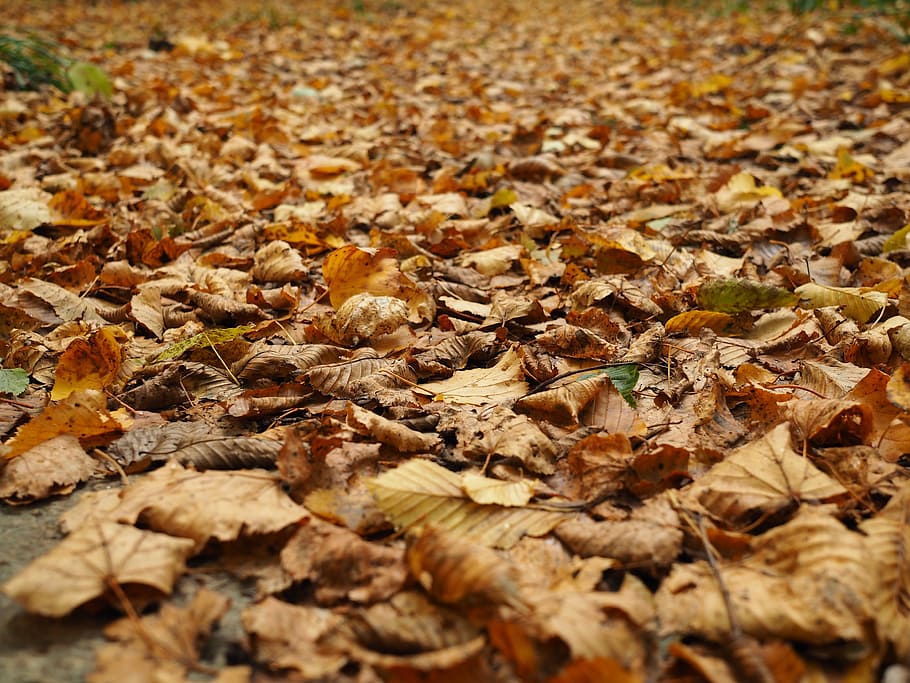 fall foliage, leaves, forest, fall color, nature, autumn light HD wallpaper