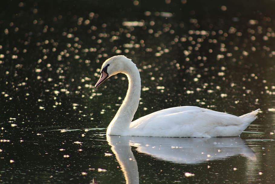 Swan, Nature, Lake Katherine, one animal, animal themes, animals in the wild HD wallpaper