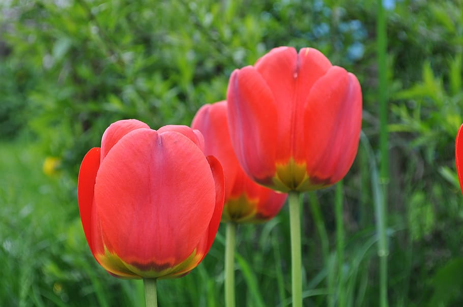 Tulips, Flowers, red, growth, nature, beauty in nature, petal HD wallpaper