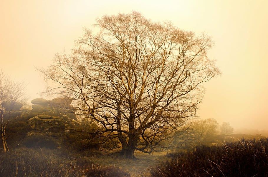 green leaf trees, fog, weather, seasons, autumn, winter, park HD wallpaper