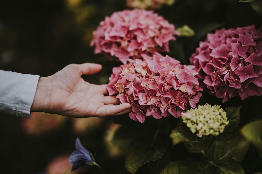 closeup photo of pink petaled flowers, person holding magenta clustered flowers HD wallpaper