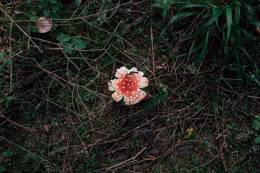 Amanita muscaria mushroom, nature, grass, red, flower, outdoors HD wallpaper